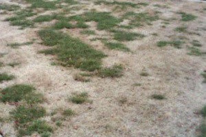 Lawn without endophyte grass destroyed by insects.